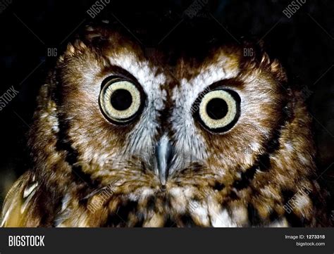 Scary Owl Image & Photo (Free Trial) | Bigstock