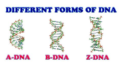 Dna Z Form - Deoxyribonucleic acid (dna) stores information for the ...