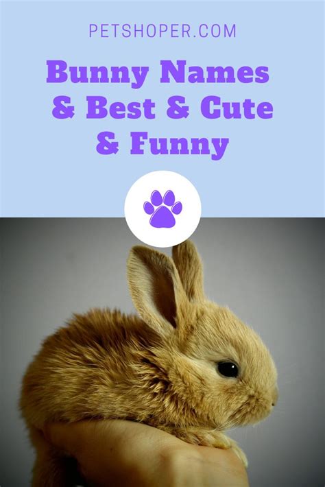 Bunny Names | Bunny names, Cute pet names, Cute animal names