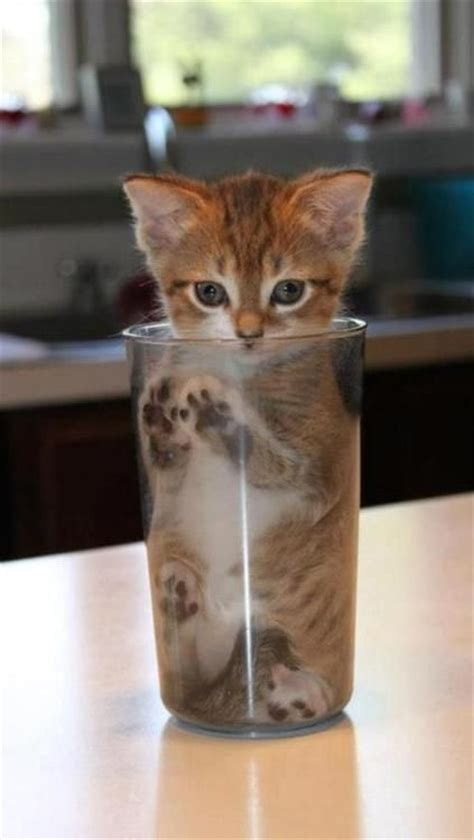 31 best Cats in cups images on Pinterest | Kitty cats, Adorable animals ...