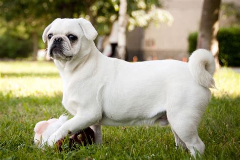 pure white pug*** for stud only ***KC reg | Manchester, Greater Manchester | Pets4Homes