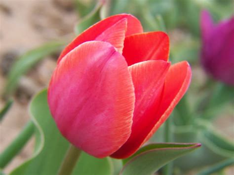 Gardening and Flowers: Red Tulip Flowers