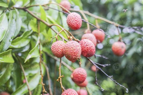 lychee fruit on tree 10230736 Stock Photo at Vecteezy