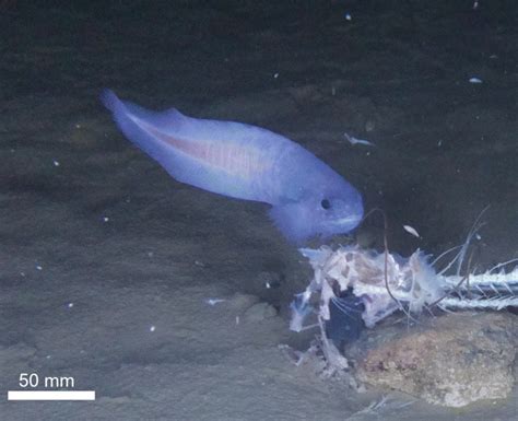 New Deep-Sea Snailfish Species Discovered in Atacama Trench | Sci.News