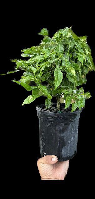 Gardenia thunbergia – Wild Gardenia (6″ pot) – Gardino Nursery