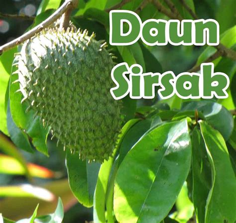 Khasiat dan Manfaat Daun Sirsak | Dibuka Saja