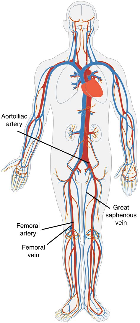 What Is Blood Vascular System In Anatomy - Design Talk