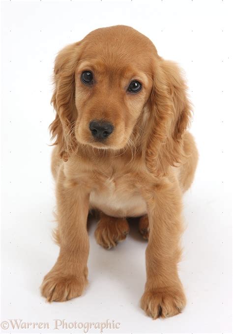 Dog: Golden Cocker Spaniel puppy photo WP36713