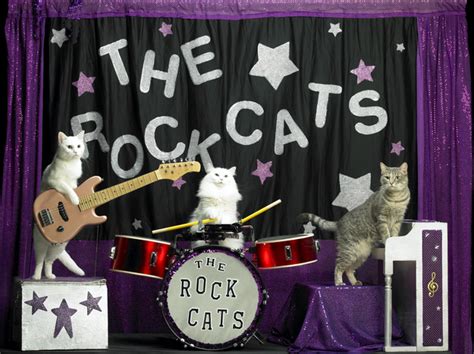 Funny Cat Picture: The Rock Cats