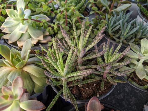 Spotted this succulent at Lowe's. I've never seen one like it before. : r/whatsthisplant