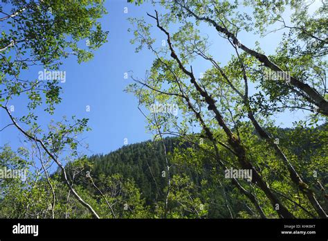 Vancouver nature hi-res stock photography and images - Alamy