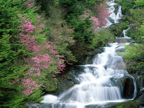 Beautiful Amazing Waterfall Flowers from Japan HD Wallpapers Photos