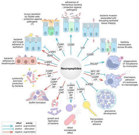 IJMS | Free Full-Text | Mammalian Neuropeptides as Modulators of ...