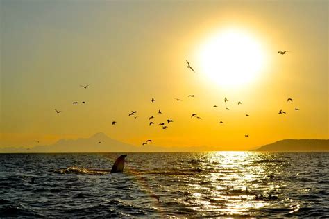 Kachemak Bay Wildlife Tour