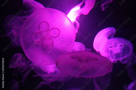 jellyfish moon bioluminescence bio fluorescent under blue lights, Moon ...