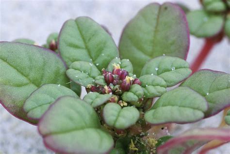 Free picture: seabeach, amaranth, flower, amaranthus, pumilus