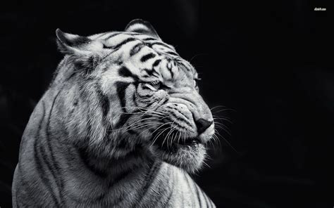 Black And White Animal Wallpapers - Wallpaper Cave