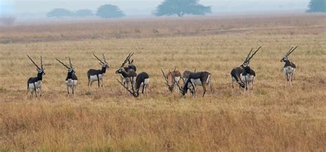 Blackbuck - Facts and Beyond | Biology Dictionary