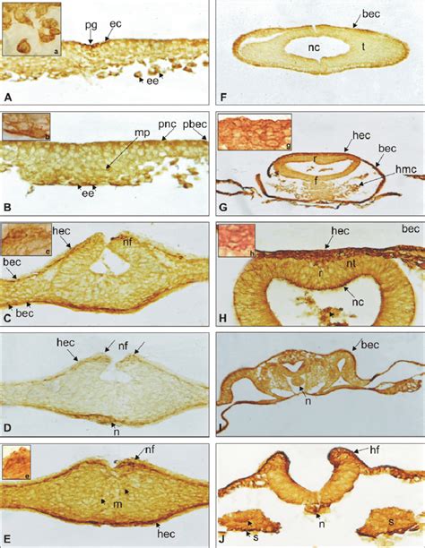 Transverse sections of chick embryo of primitive streak stage showing... | Download Scientific ...