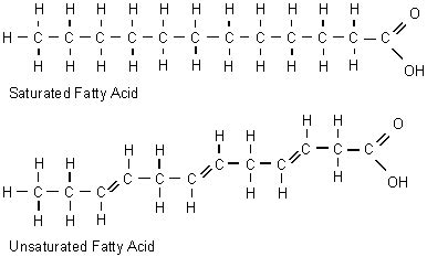 What is Fatty Acid? - Composition, Structure & Quiz | Study.com