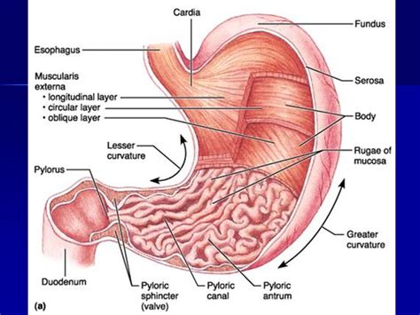 Detail Gambar Anatomi Lambung Koleksi Nomer 28