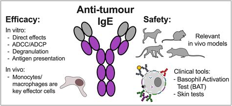 Antibodies | Free Full-Text | IgE Antibodies against Cancer: Efficacy and Safety