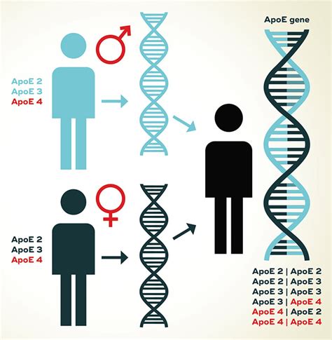 Longevity Briefs: Gene therapy for Alzheimer's disease - Gowing Life