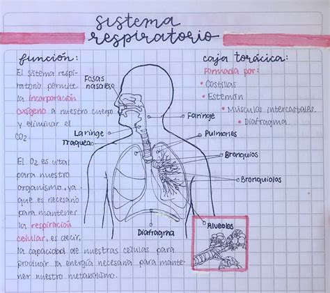 Apuntes Sistema Respiratorio Brain Anatomy And Function, Med School, Study Notes, Kal, Glow Up ...