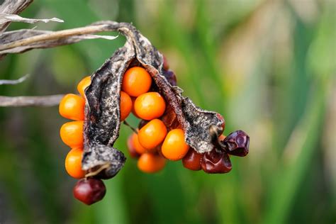 Iris foetidissima - BBC Gardeners World Magazine