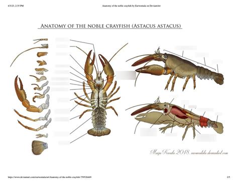 Anatomy of the Noble Crayfish (Astacus Astacus) Diagram | Quizlet