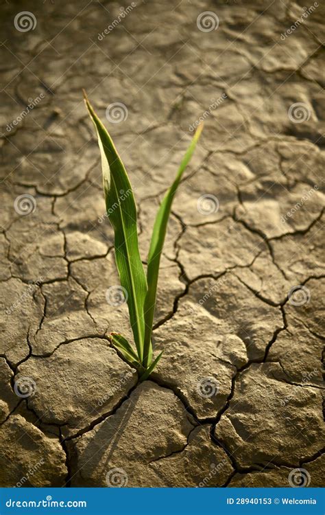 There is Hope stock image. Image of drought, plant, weather - 28940153