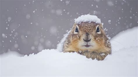 Arctic Squirrel Hibernation - Surviving the Extreme Cold