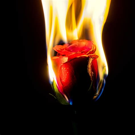 Rose On Fire Wallpapers - Wallpaper Cave