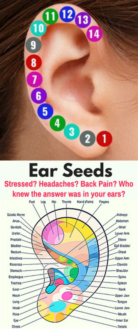 Pressure Points On Ear Piercings - zonbahlingertagliapietra