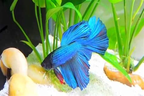 How to care for, feed and change water for Betta fish?