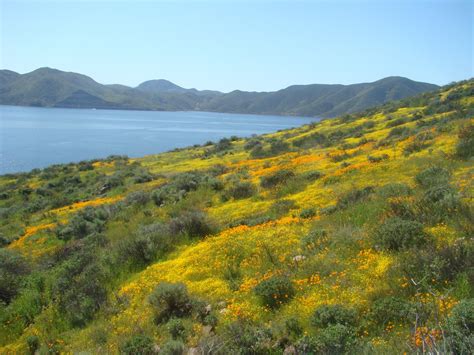 Diamond Valley Lake Wildflower Spectacular – Picturesque Photo Views