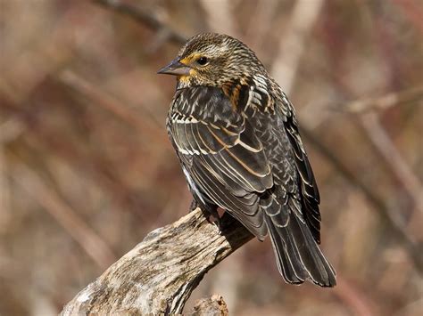 NestWatch | Red-winged Blackbird - NestWatch