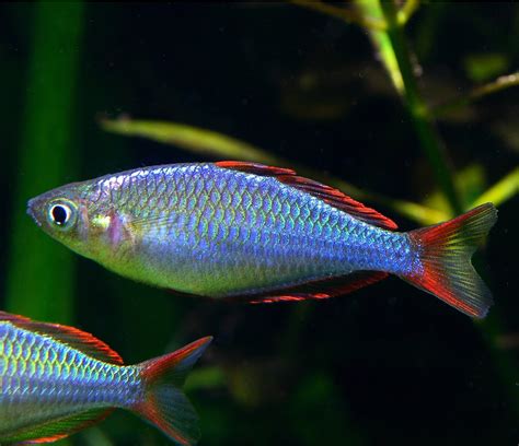 Neon Dwarf Rainbow Fish – World Wide Fish & Pets!