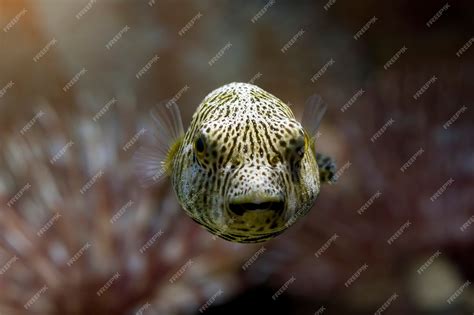 Premium Photo | Closeup face puffer fish front view cute face of puffer ...