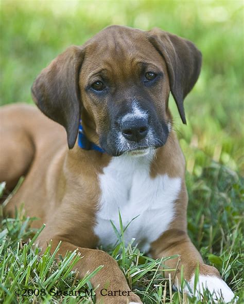 79+ Rhodesian Ridgeback Boxer Mix Puppy - l2sanpiero