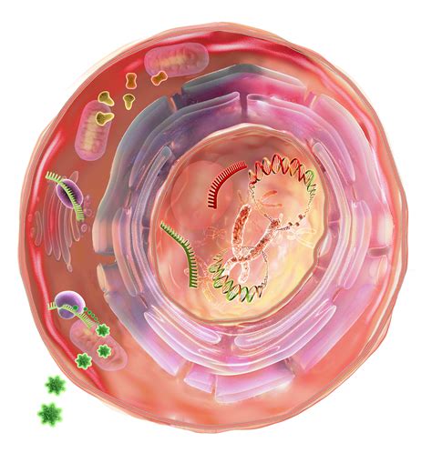 Human Endogenous Retrovirus - Portfolio - SayoStudio