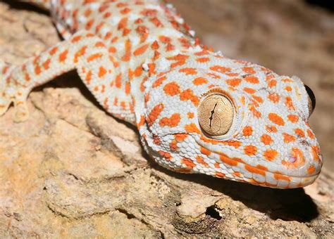 Fantastica Animal: Gecko The Small Lizard