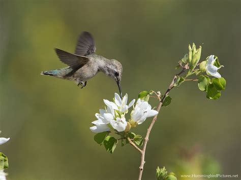 Attract hummingbirds