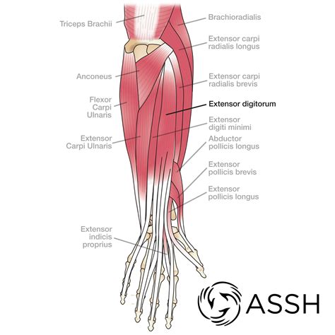 Diagram Of Forearm Muscles And Tendons