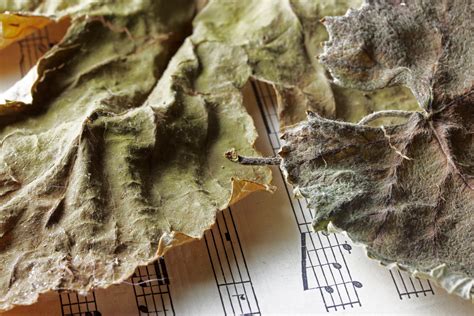 Dry Vine Leaves On Sheet Music Free Stock Photo - Public Domain Pictures