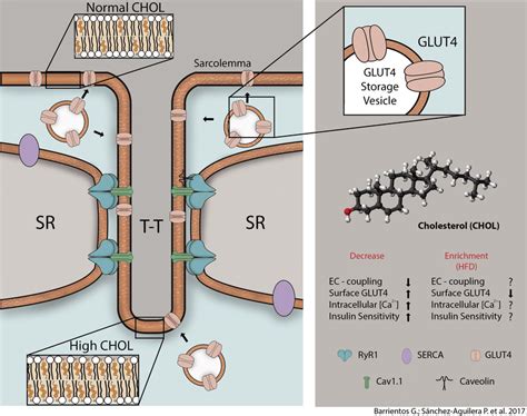 Schematic figure showing the T-tubule (T-T) system and its high ...