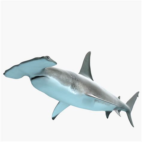 shark modeled 3d model