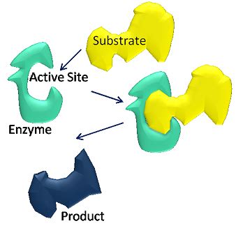 Coenzyme: Definition & Examples - Video & Lesson Transcript | Study.com