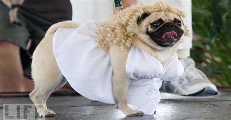 30 Costumes That Prove Halloween Was MADE For Pugs