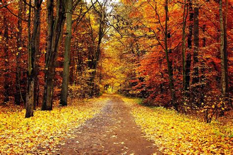 Cambios de hábitos en Otoño | Paisaje de otoño, Paisaje otoñal, Bosque ...